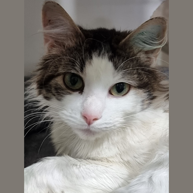 Photo of Miffy