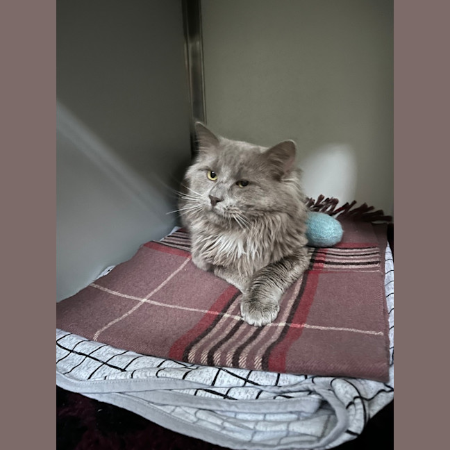 Photo of Onyx