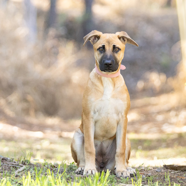 Photo of Mellow