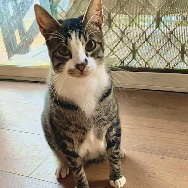 Photo of Blitzen   Located In Bacchus Marsh