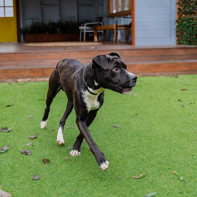 Photo of Max