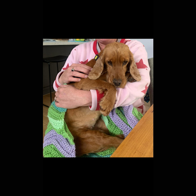 Photo of Phoebe Cocker Spaniel