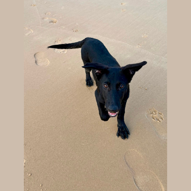 Photo of Bella