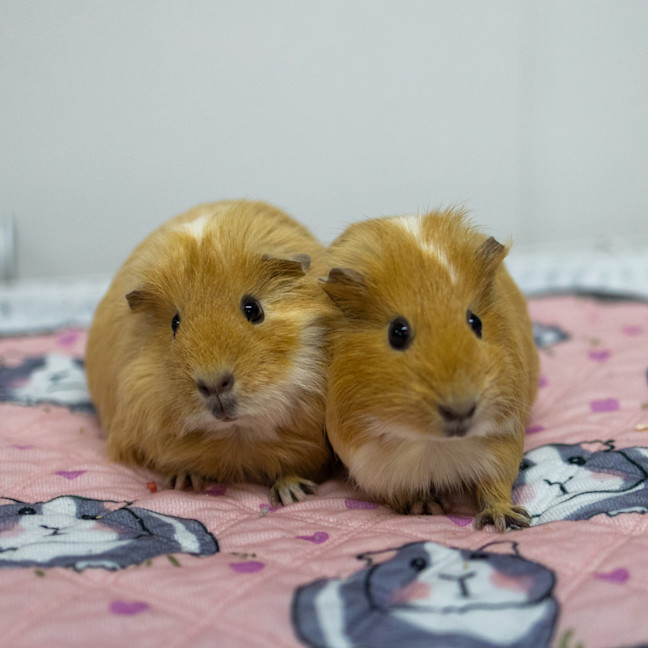 Photo of Delilah