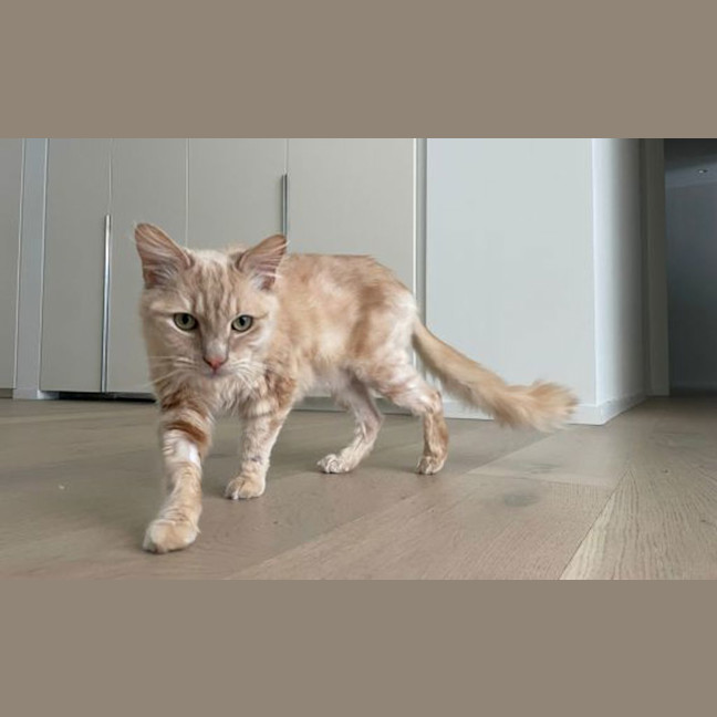 Photo of Bowser