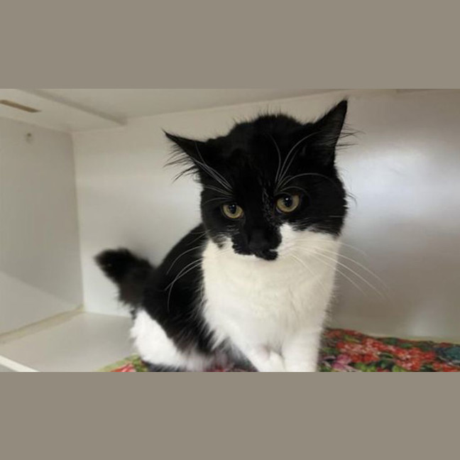Photo of Topsy
