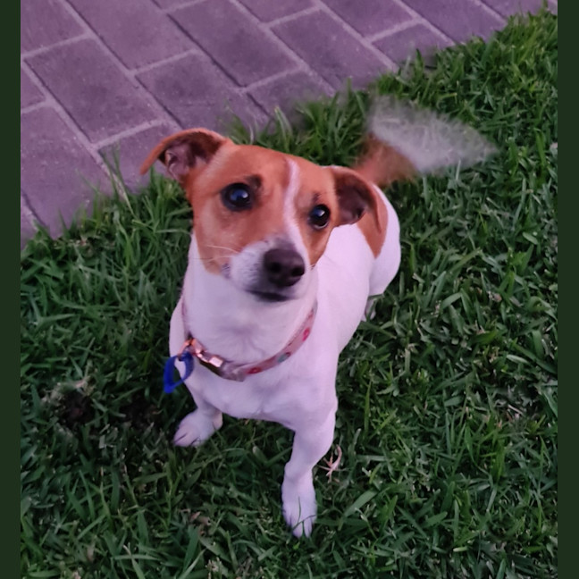 Photo of Skye   4 Year Old Jack Russell Terrier (Trial)