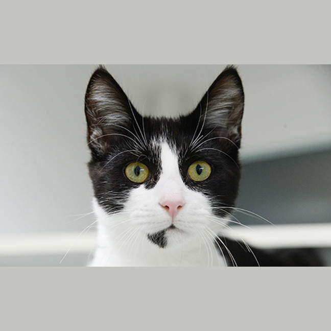 Photo of Oreo