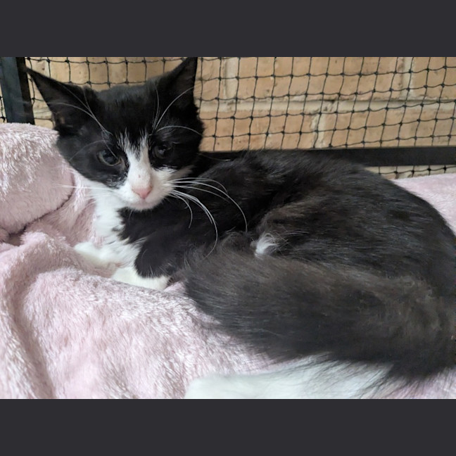 Photo of Misty