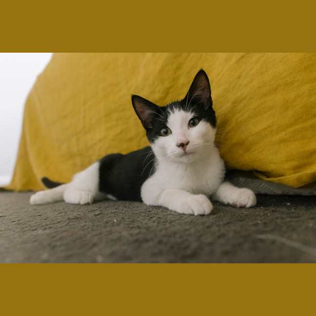 Photo of Domino And Ludo 