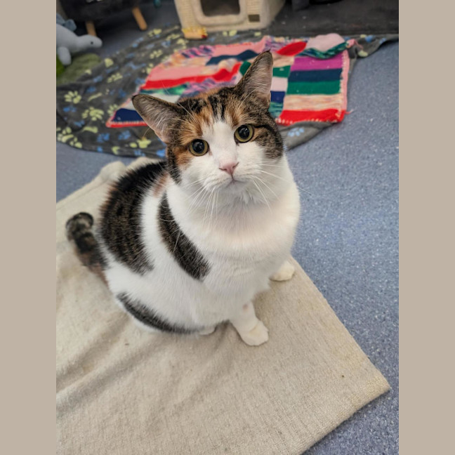 Photo of Pumpkin