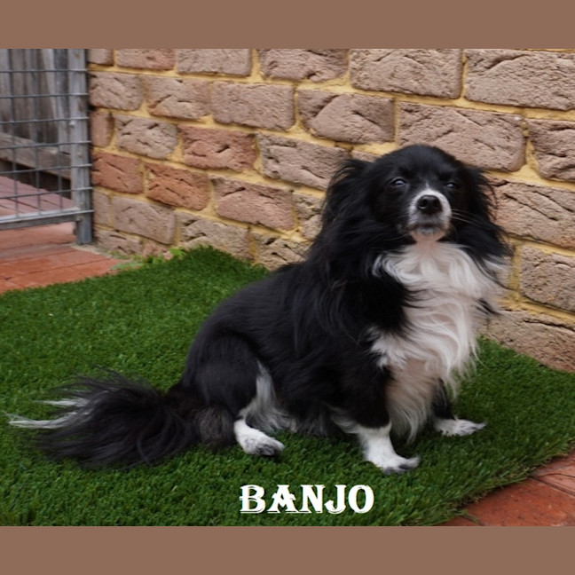 Photo of Banjo Papillon 
