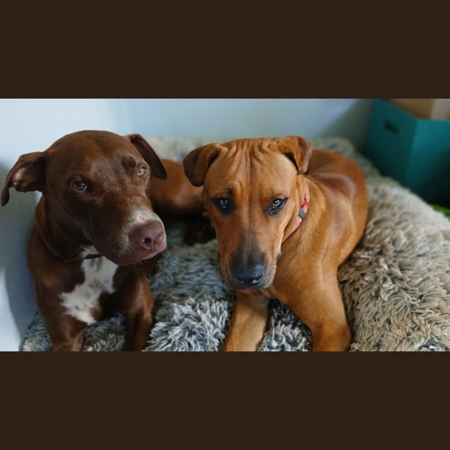 Photo of Roadie & Rusty