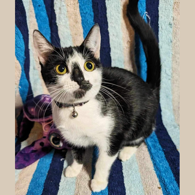 Photo of Siouxie