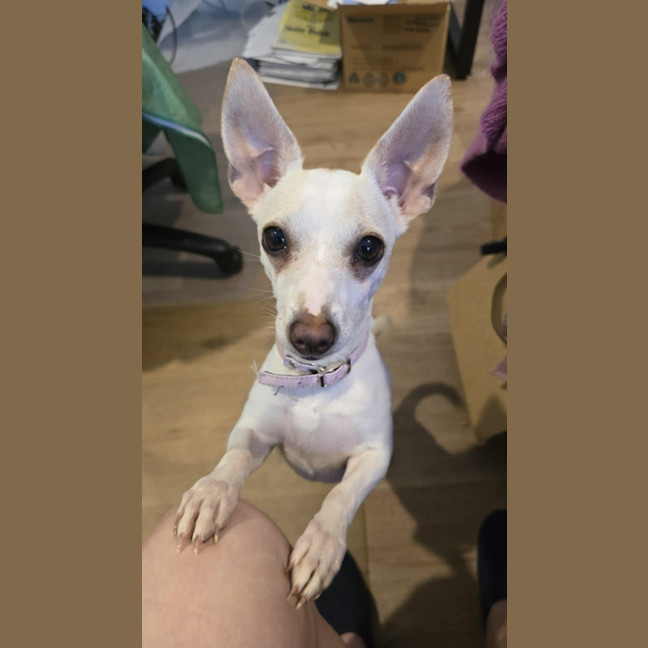 Photo of Violet Daisy 