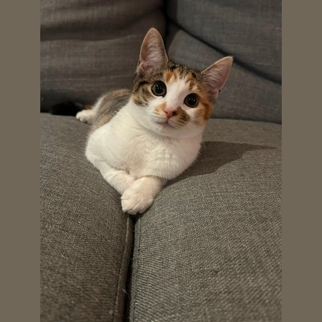 Photo of Ziggy