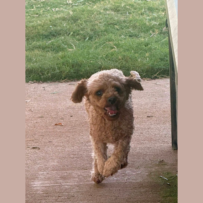 Photo of Chilli