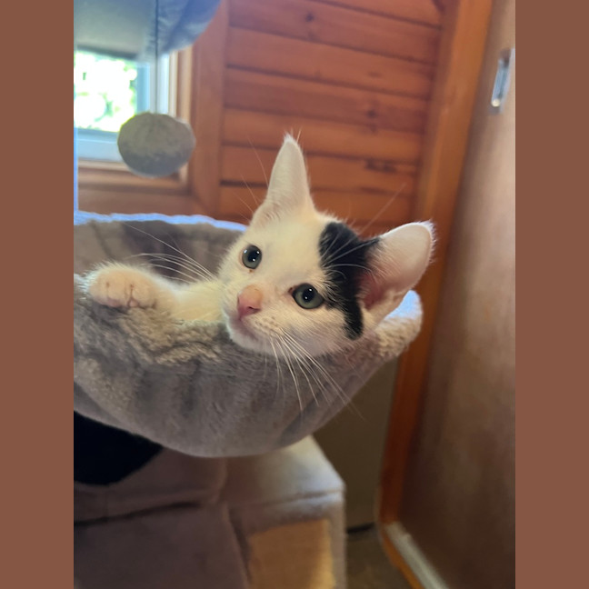 Photo of Littlefoot