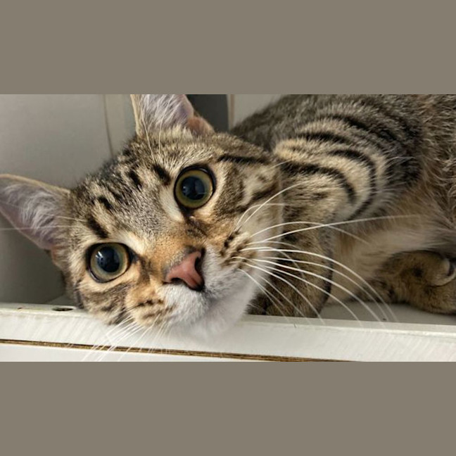 Photo of Percy