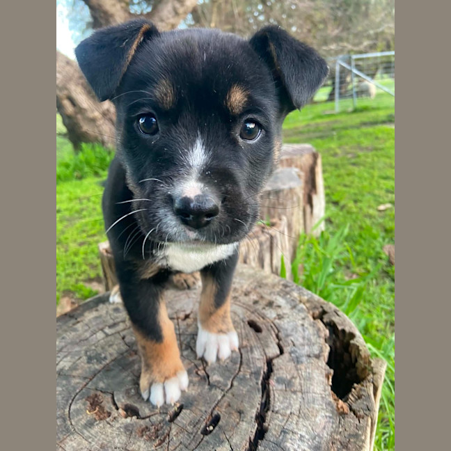Photo of Nova