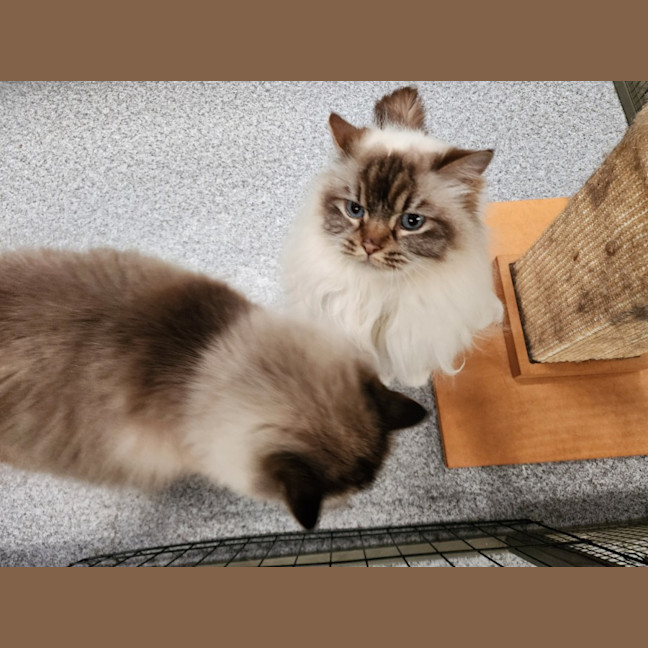 Photo of Maxi & Macey 