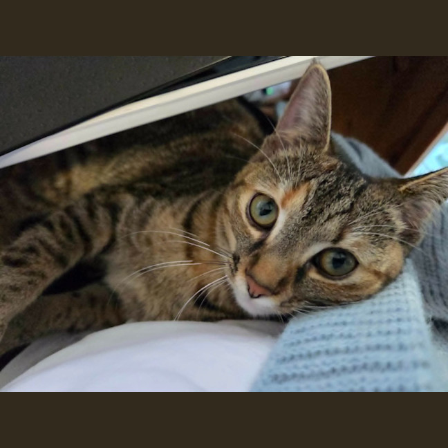 Photo of Cosmo