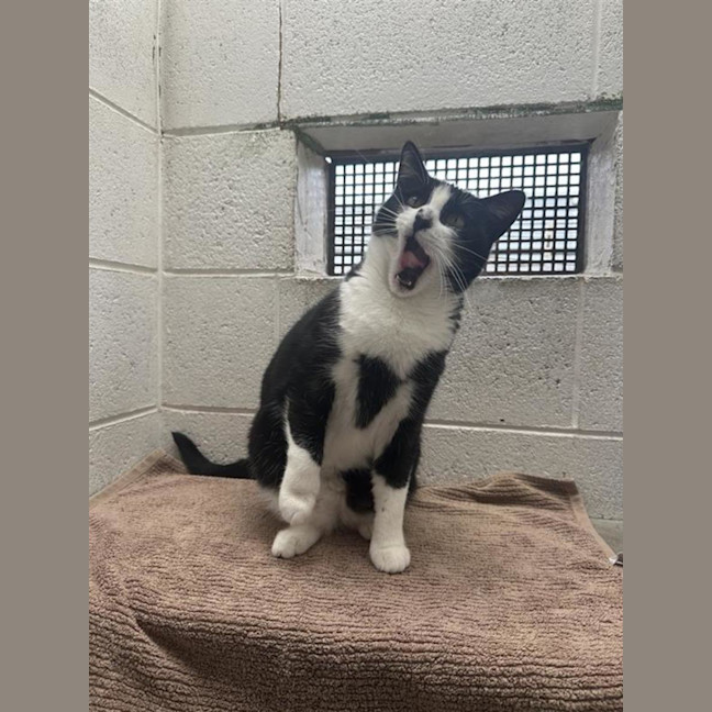 Photo of Vegas