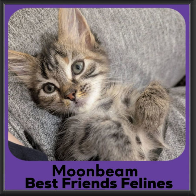 Photo of Moonbeam