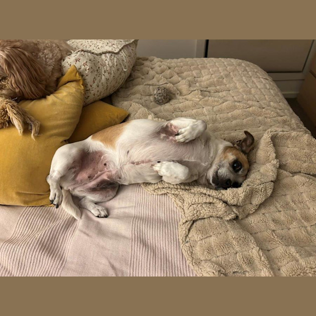 Photo of Shadow Quinell