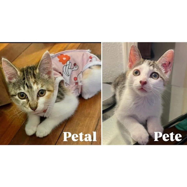 Photo of 11902/3   Pete & Petal