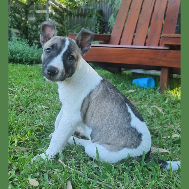Photo of Dasher