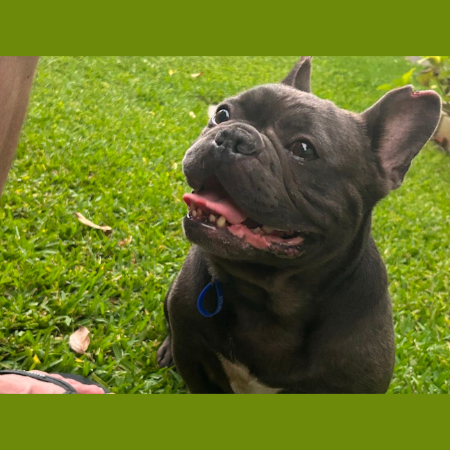 Photo of Bruce   3 Year Old French Bulldog (Hold)