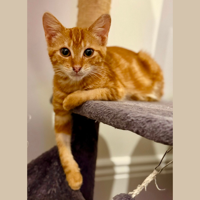 Photo of Kayak & Canoe