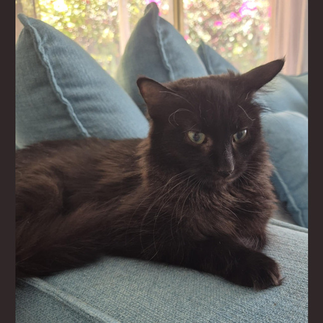 Photo of Lady