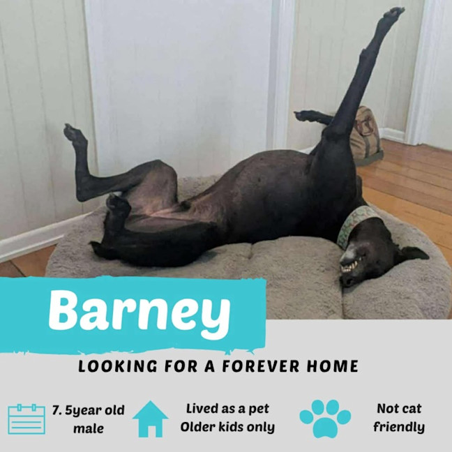 Photo of Barney