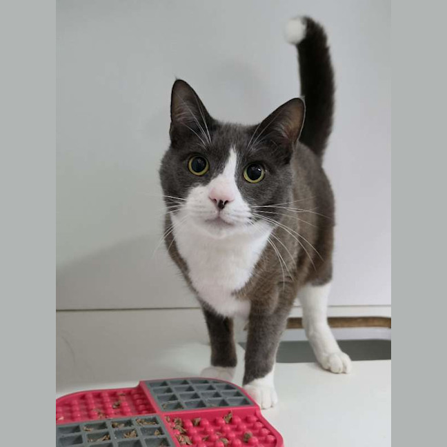 Photo of Cooper