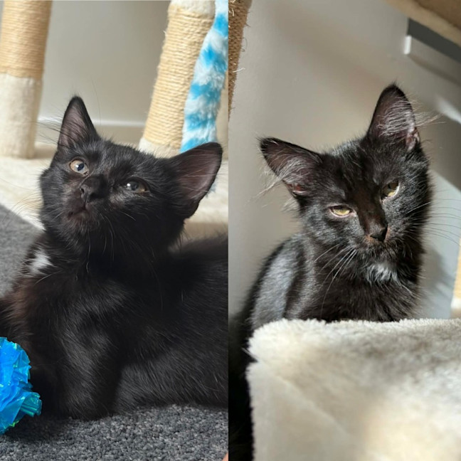 Photo of Tippa & Sooty   4 Month Old Domestic Short Hair