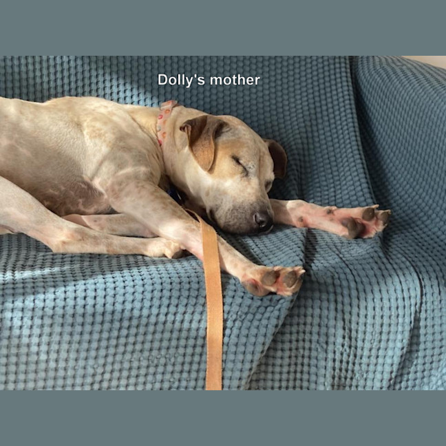 Photo of Dolly🌺8 Month, Cattle Dog X (On Trial 4/11/25)