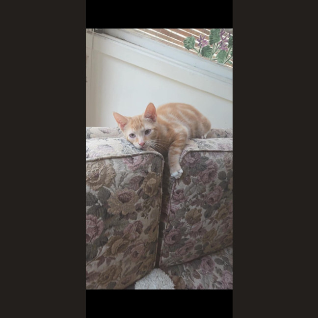 Photo of Ron Meet Me @Petstock Keysborough Store