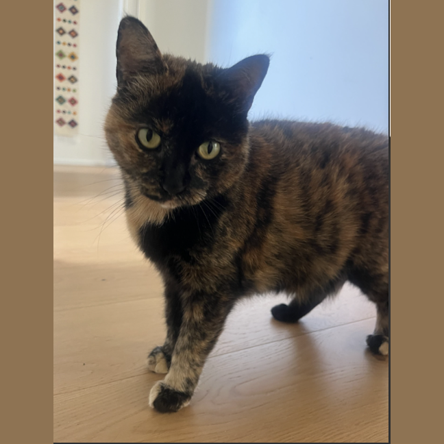 Photo of Wiggles