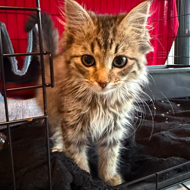 Photo of Firecracker   In Foster Care In Templestowe