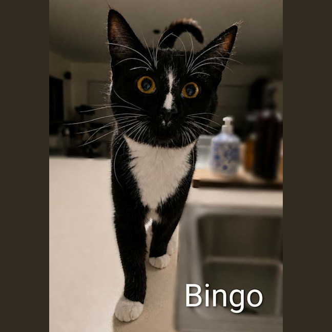 Photo of Bluey & Bingo 