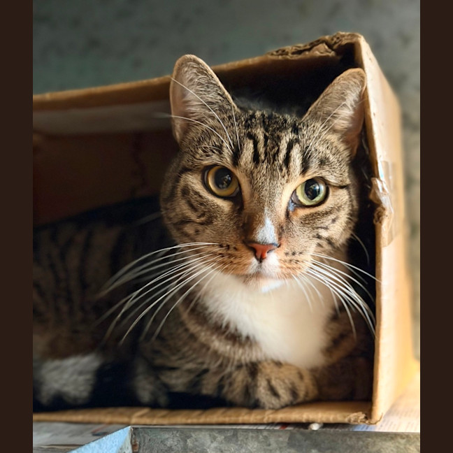 Photo of Oscar