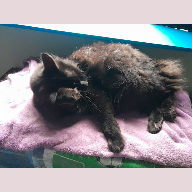 Photo of Little Toasty