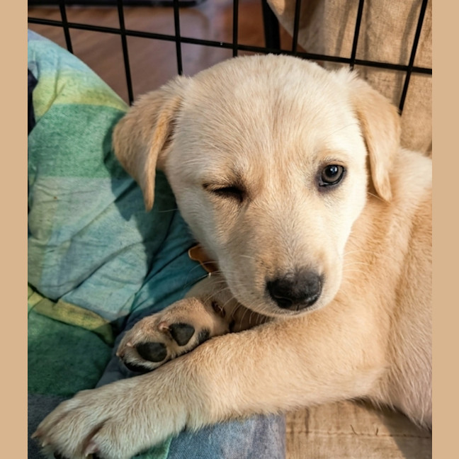 Photo of Zibblet