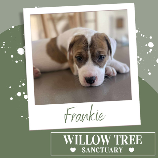 Photo of Frankie
