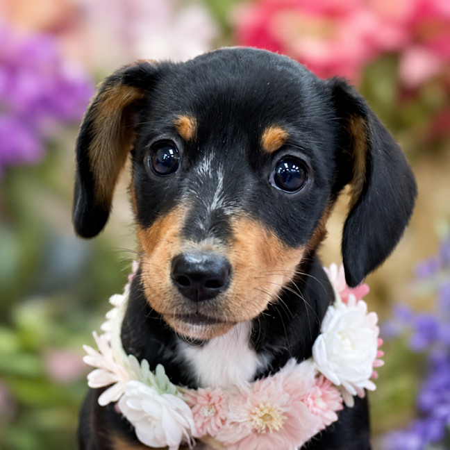 Photo of Layla