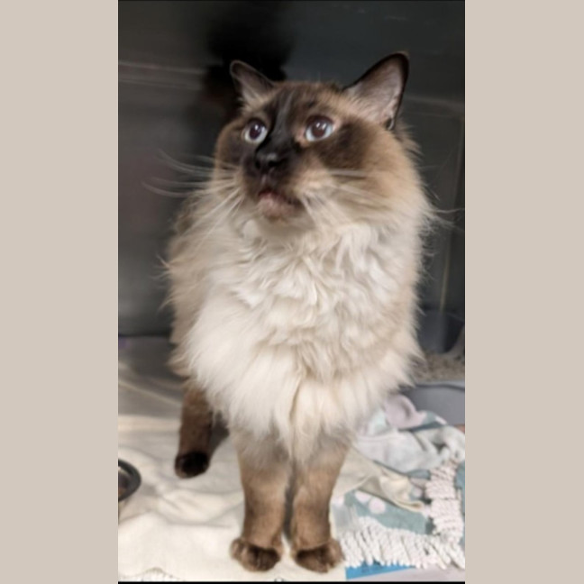 Photo of Ragustus And Ragamedes