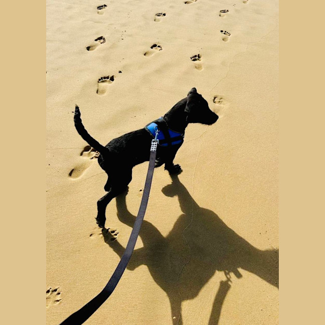 Photo of Sparky
