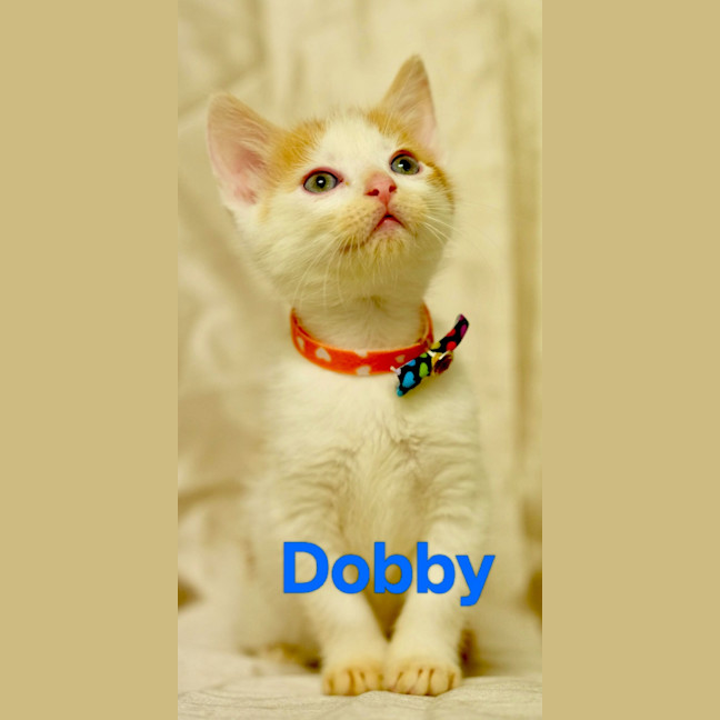 Photo of Dobby